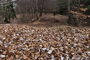 56 Un bel tappeto di foglie secche ricopre la terra